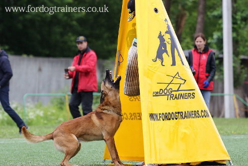 schutzhund dog training blind
